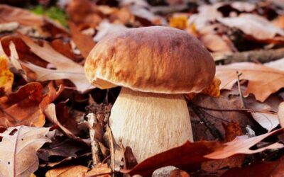 Recetas de Otoño: platos para disfrutar en Casa Osingain