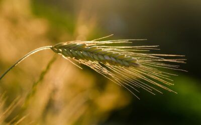 Fotografía de Otoño: Consejos para capturar el cambio de temporada
